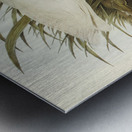 Thick-billed Green Bittern Ardetta macrorhyncha illustrated by Elizabeth Gould 1804–1841 for John Gould’s 1804-1881 Birds of Australia  Metal print