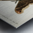 Promethea Silkmoth - Male Attacus Promethia from Moths and Butterflies of the United States 1900 by Sherman F. Denton 1856-1937.  Metal print