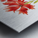 Bunges lychnis flowers from Edwards Botanical Register 1829-1847  by Sydenham Edwards John Lindley and James Ridgway. Metal print