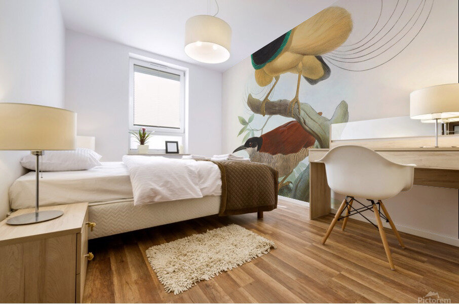 Seleucides alba 1873 Mural print