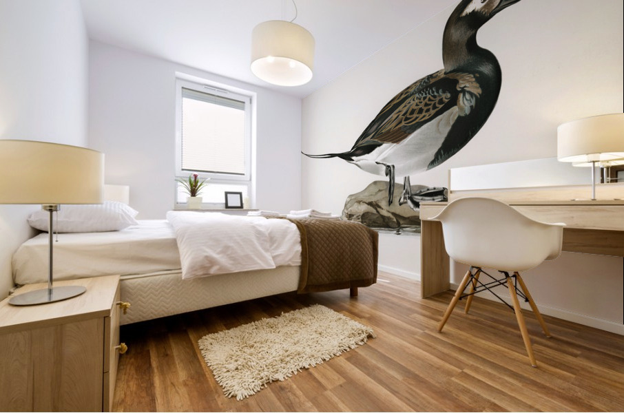 Long-tailed Duck male Harelda hyemalis Mural print