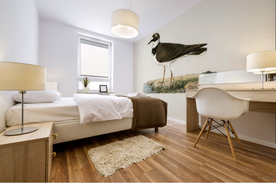 Little Ringed Plover Charadrius dubius Mural print