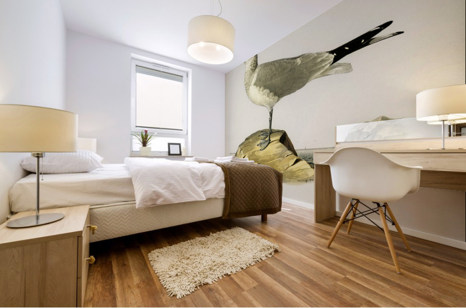 Common gull Larus canus Mural print