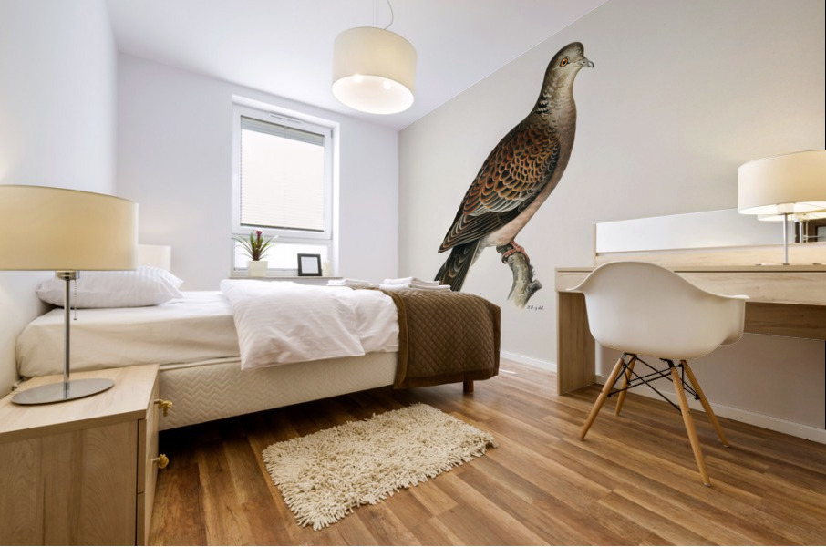 Oriental turtle dove ♀ Streptopelia orientalis Mural print