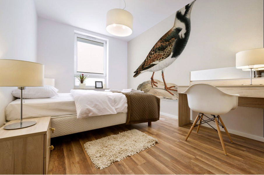 Ruddy turnstone arenaria interpres  Mural print