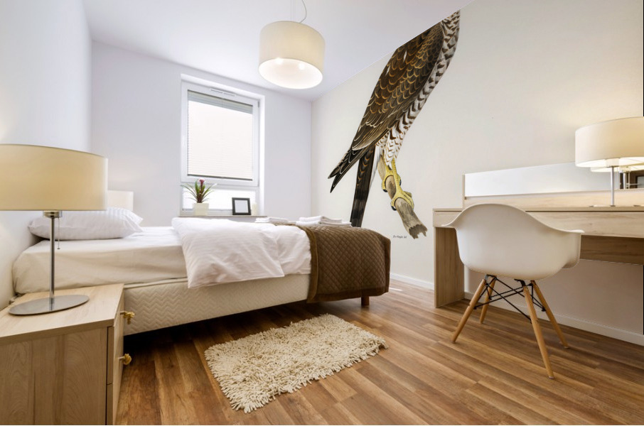 Eurasian Sparrowhawk Accipiter nisus Mural print