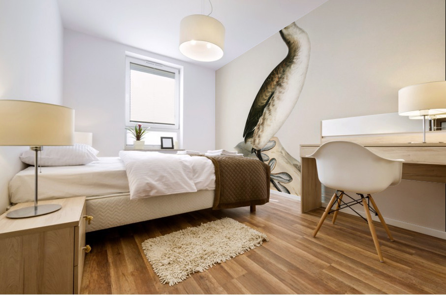 Young horned grebe Podiceps auritus Mural print