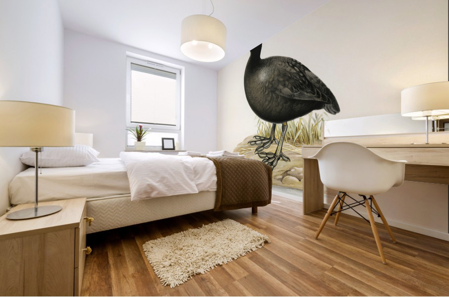 Eurasian coot Fulica atra Mural print