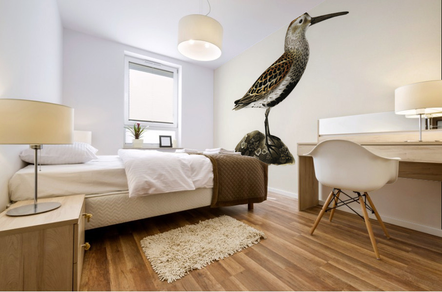Tringa Alpina Dunlin Mural print