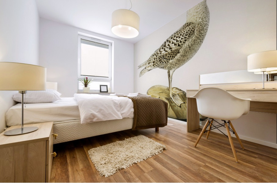 Glaucous gull Larus glaucus Mural print