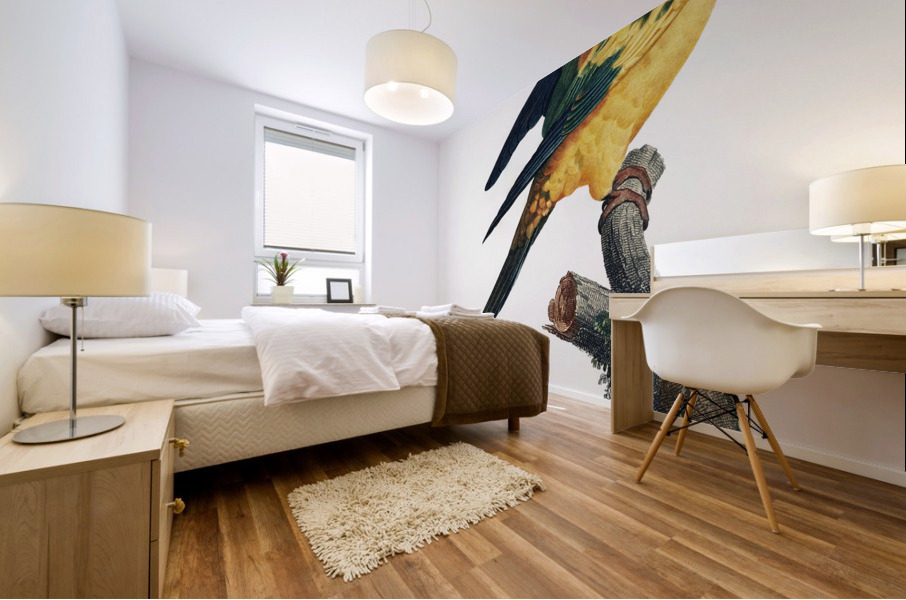 Sun parakeet  Mural print