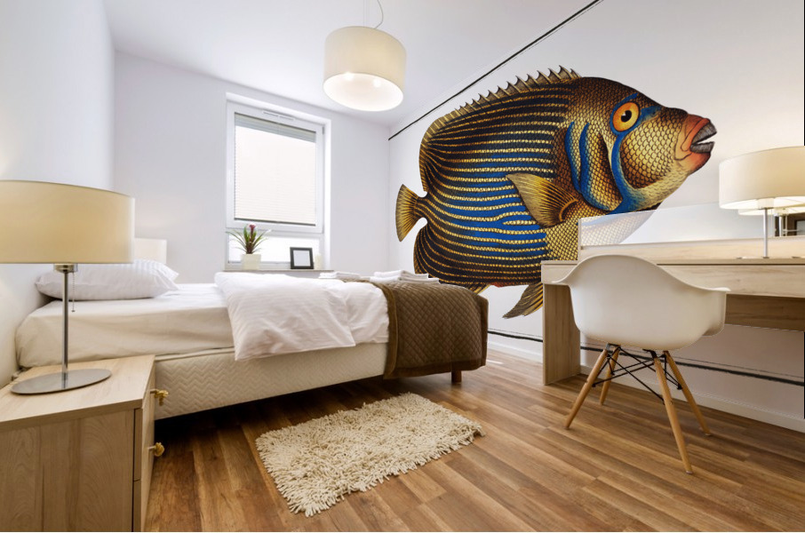 Chaetodon Imperator Mural print