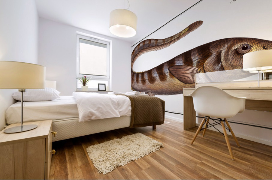 Notacanth Notacanthus Nasus Mural print