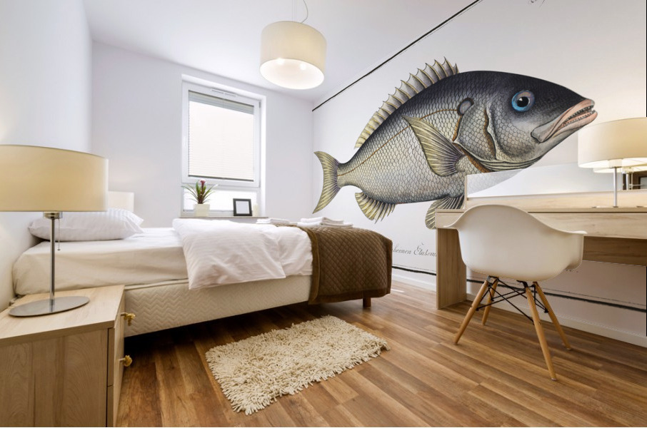 Sparus tetracanthus Mural print