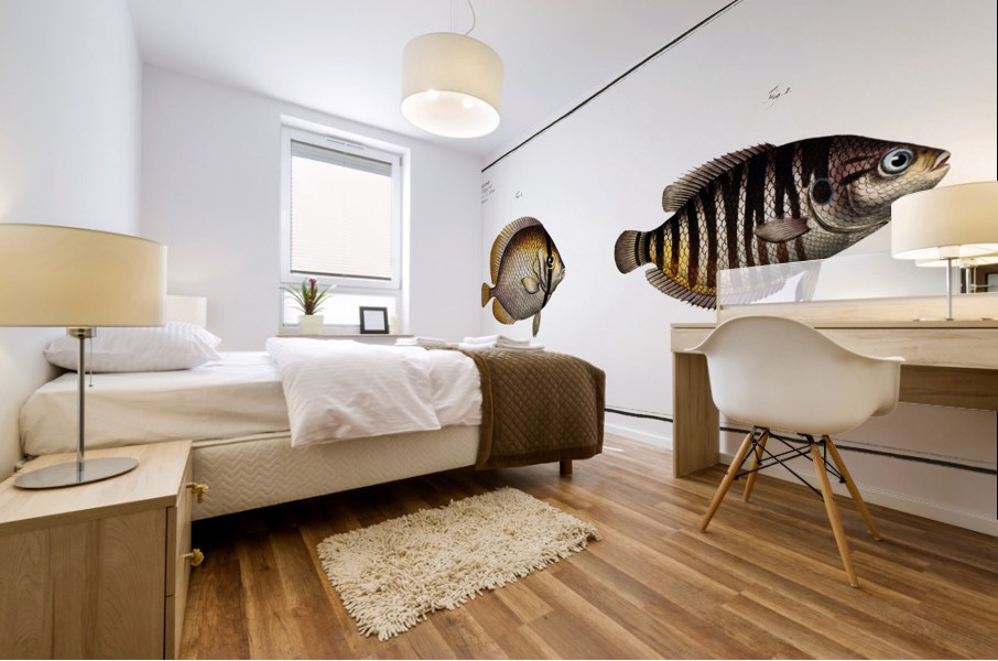 1. Chinese Chetodon Chaetodon Chinensis 2. Kleins Chetodon Chaetodon Kleinii Mural print