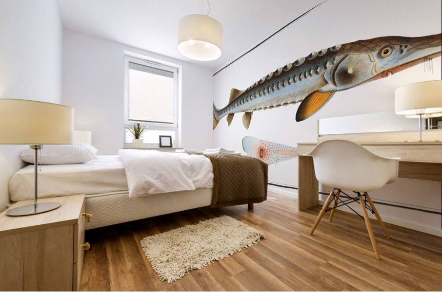 Sturgeon Acipencer Sturio Mural print
