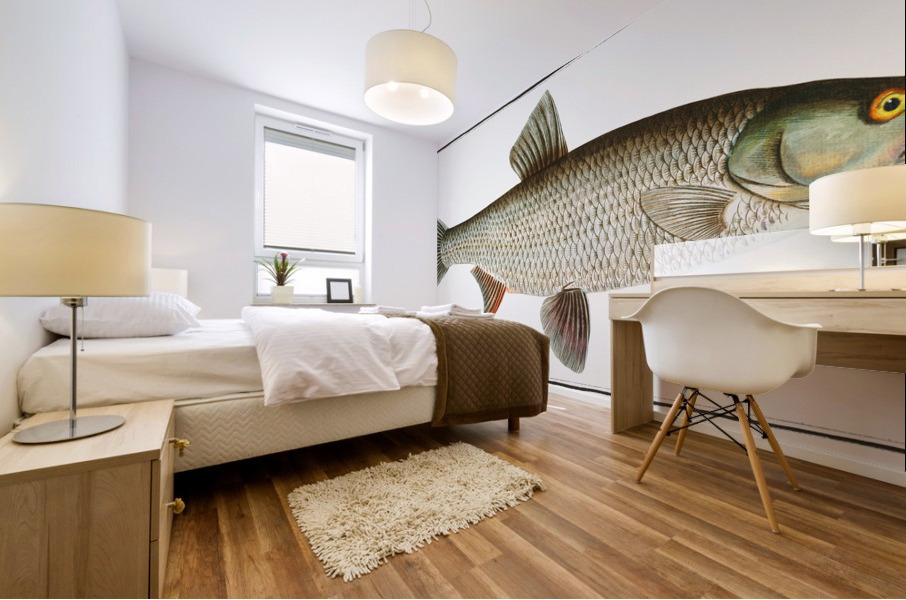Aspius Cyprinus Aspius Mural print