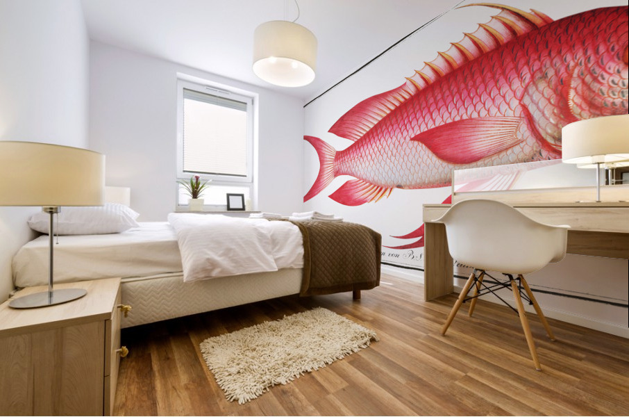 Red Grunt Anthias Sacer Mural print