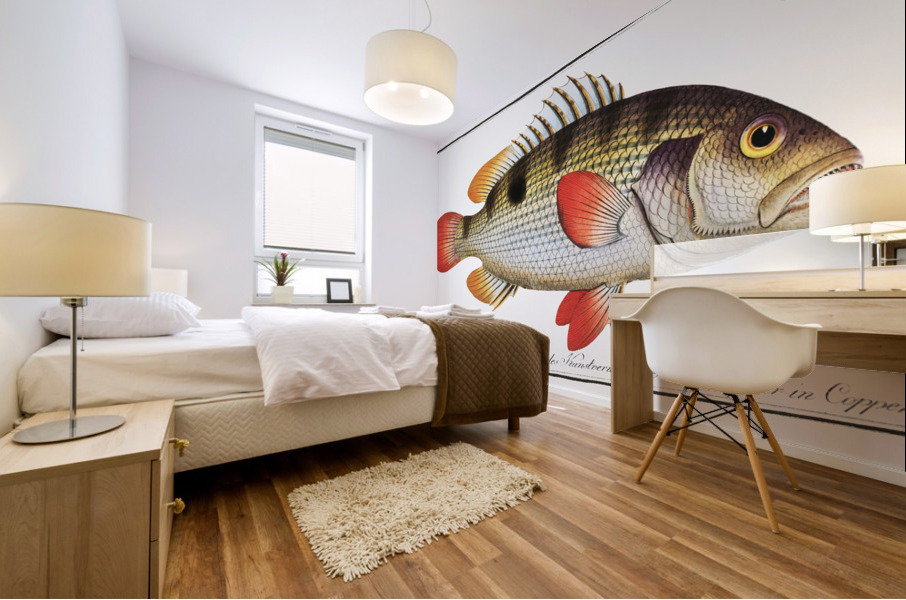 Johns Grunt Anthias Johnii Mural print