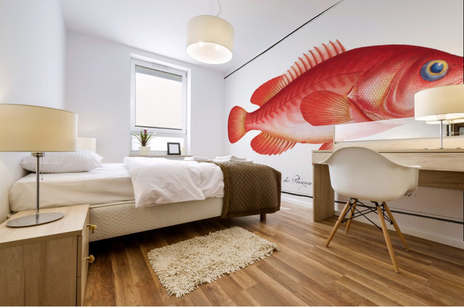 Red Wall-eye Epinephelus ruber Mural print