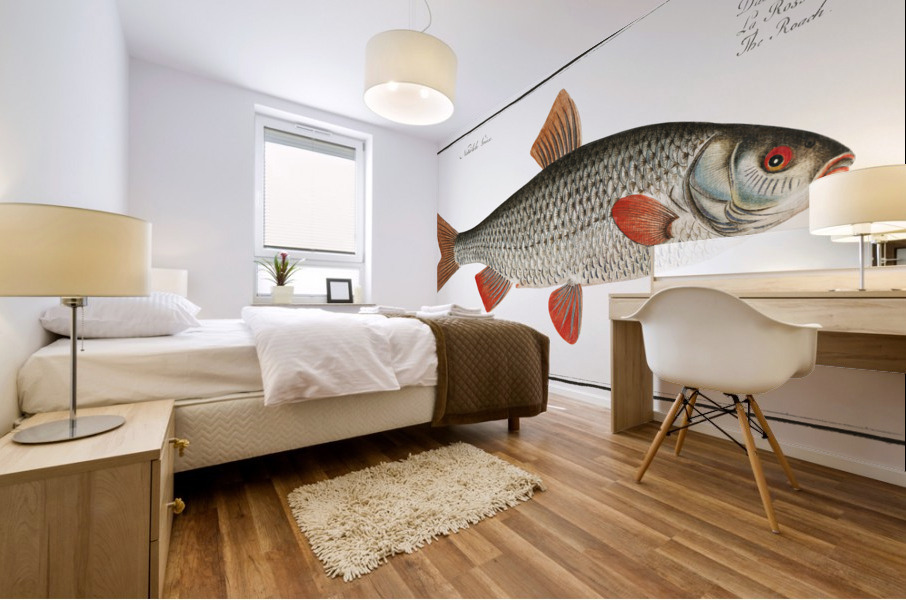 Roach Cyprinus Rutilus Mural print