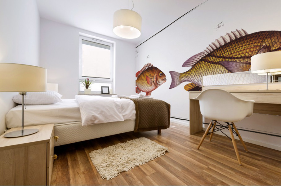 1. Double string Anthias bilineatus 2. Japanese Grunt Anthias japonicus Mural print