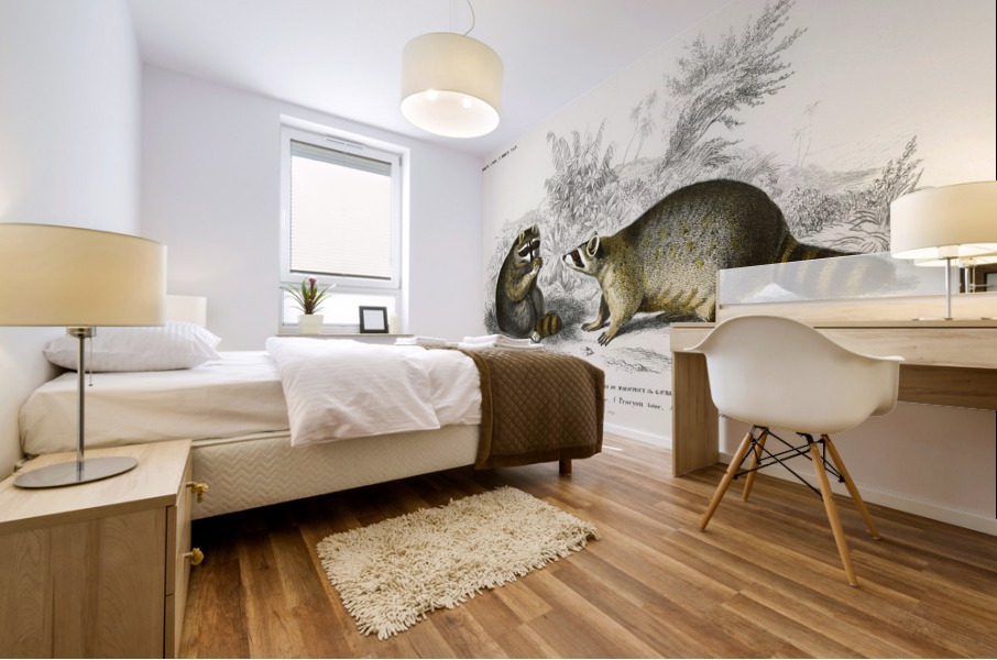 Raccoon Procyon lotor Mural print