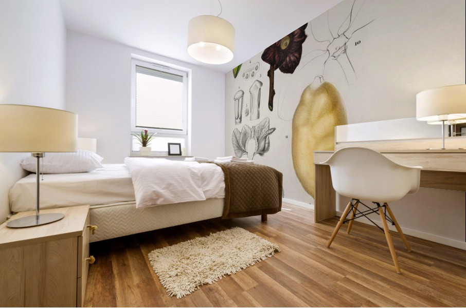 Asimina triloba Mural print