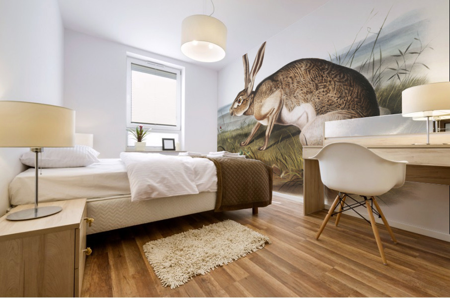 Texian Hare Lepus Texianus  Mural print