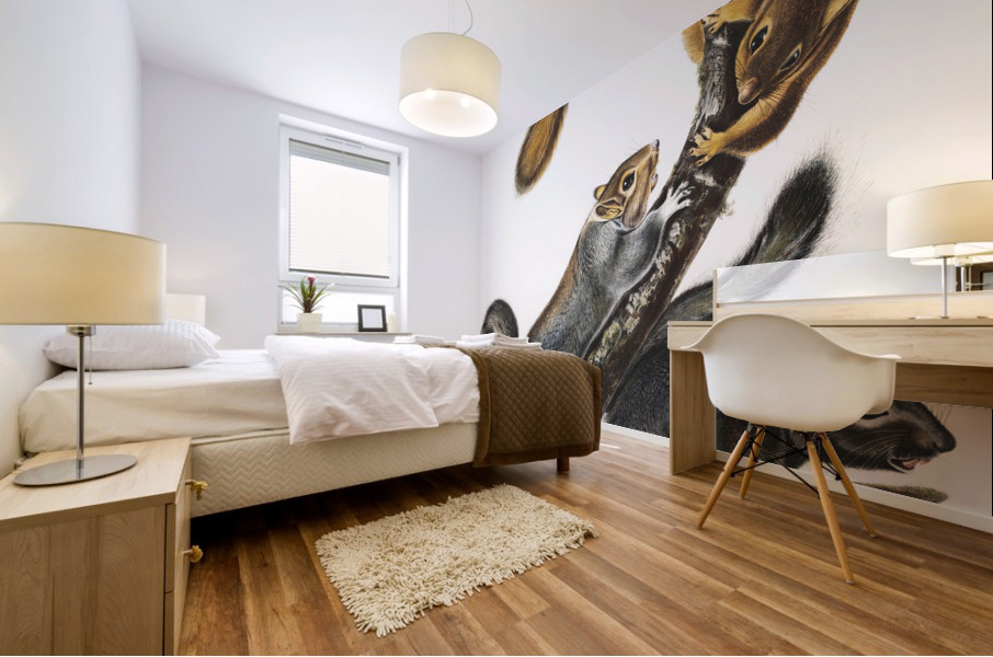 Cat Squirrel Sciurus cinereus  Mural print