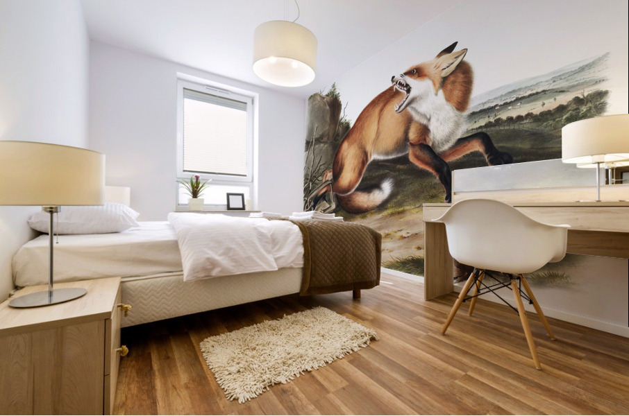 American Red-Fox Vulpes Fulvus  Mural print