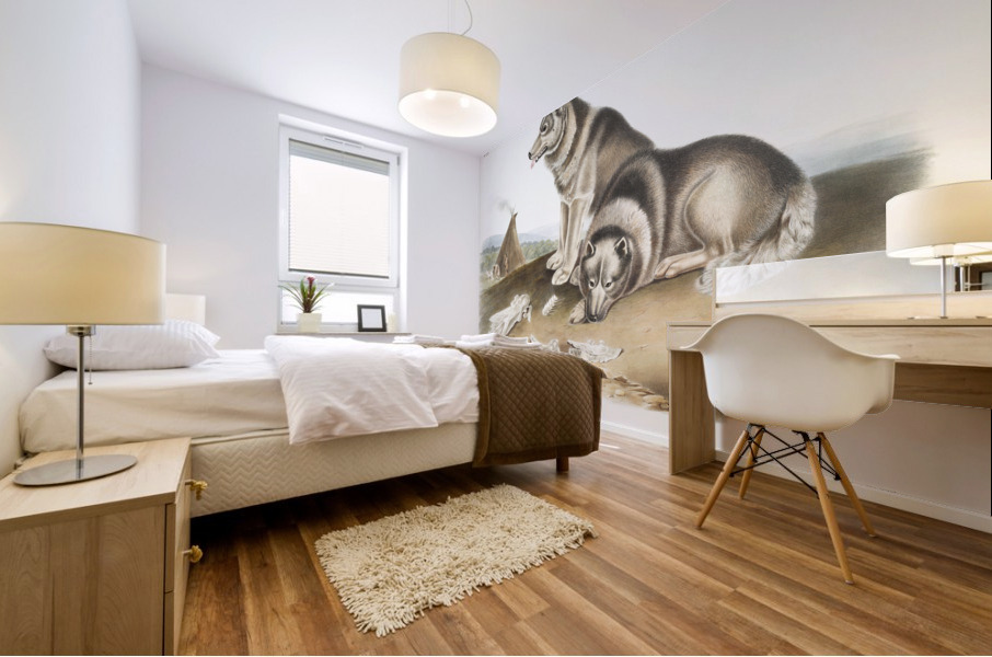 Esquimaux Dog Canis familiaris  Mural print