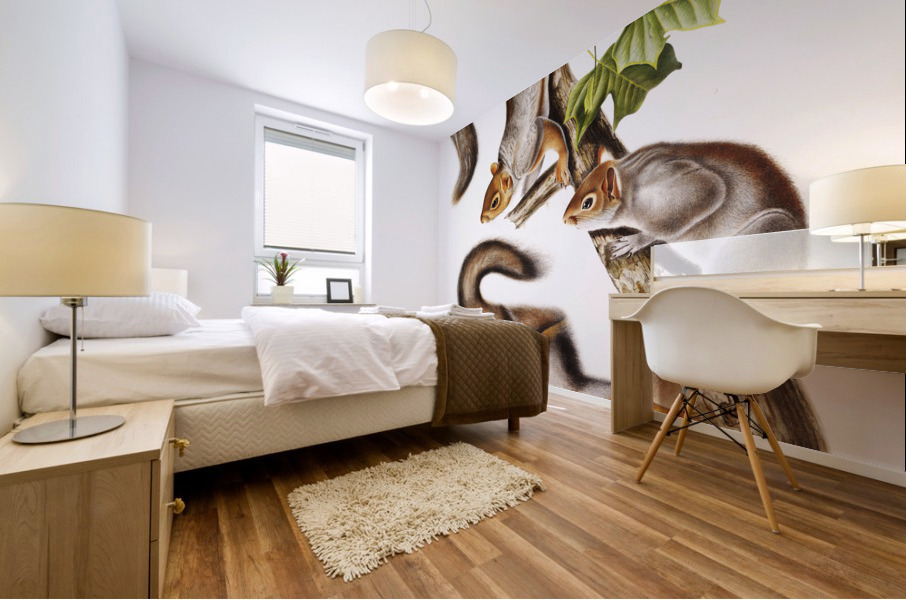 Migratory Squirrel Sciurus migratorius  Mural print