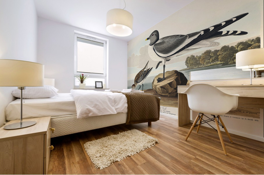 Fork-tailed Gull Mural print
