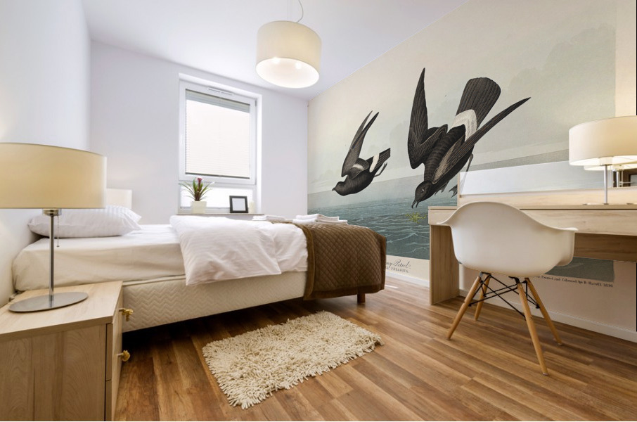 Least Stormy-Petrel Mural print