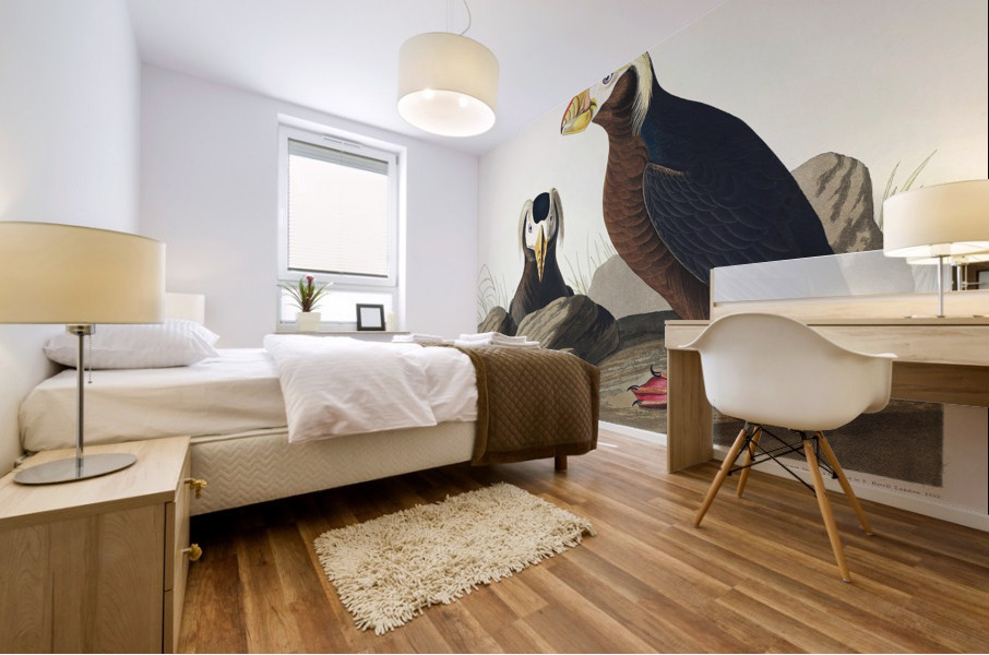 Tufted Auk Mural print