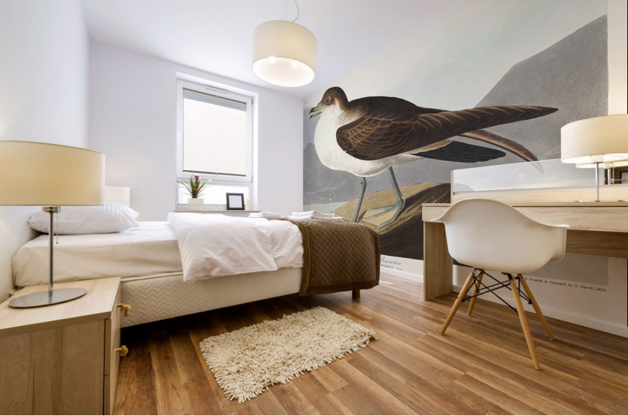 Wandering Shearwater Mural print