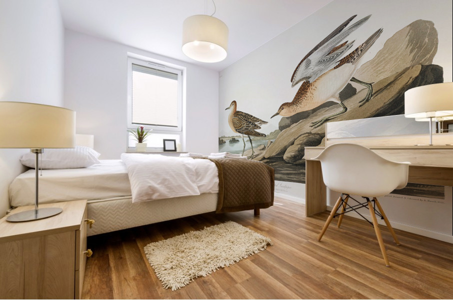 Buff breasted Sandpiper Mural print