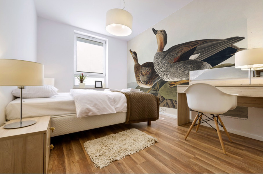 Gadwall Duck Mural print
