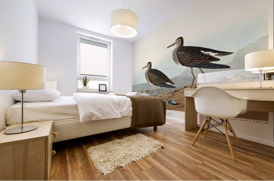 Pectoral Sandpiper Mural print