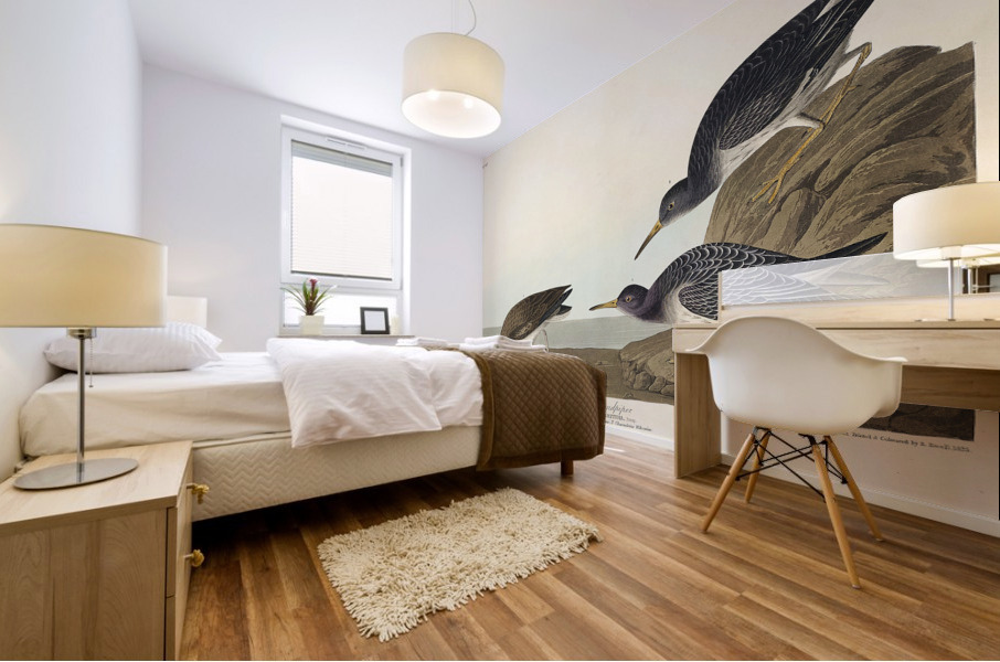 Purple Sandpiper Mural print