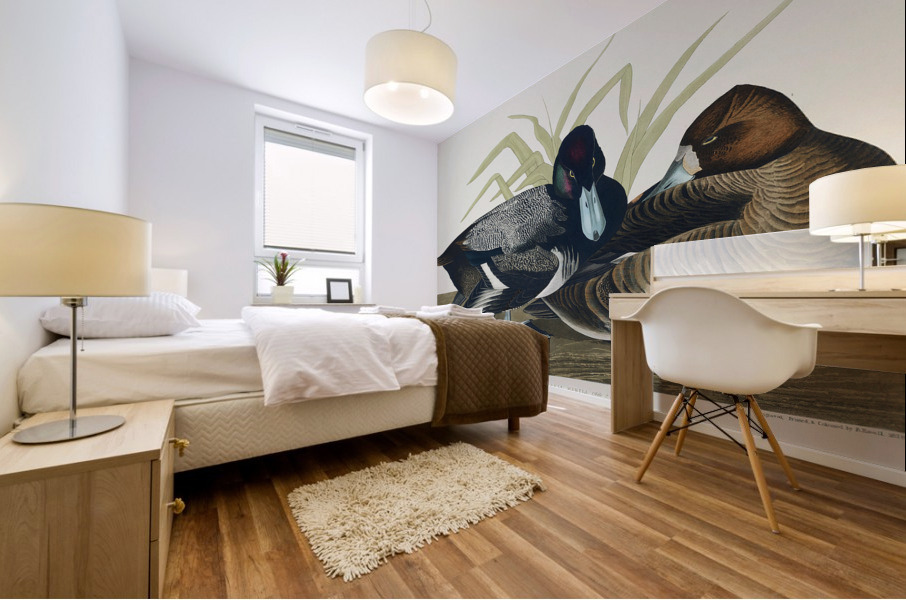 Scaup Duck Mural print