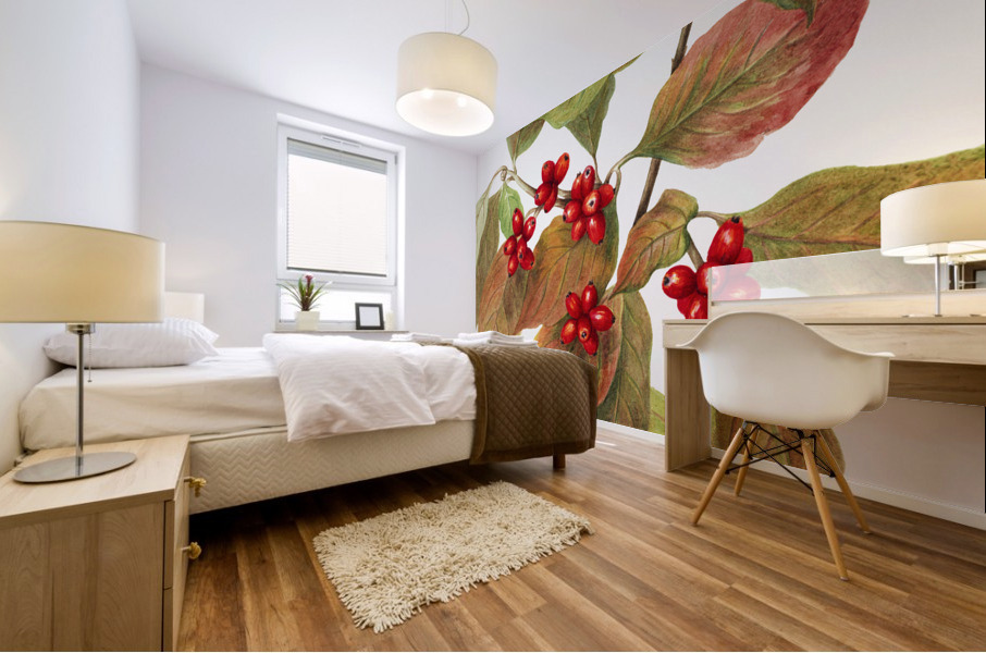 Flowering Dogwood Cornus florida 1919 Mural print