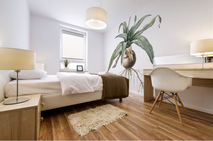 Lachenalia lanceaefolia illustration  Mural print