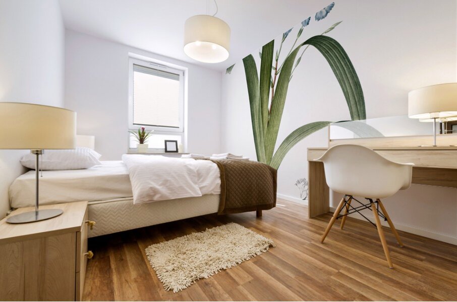 Iris fimbriata illustration  Mural print