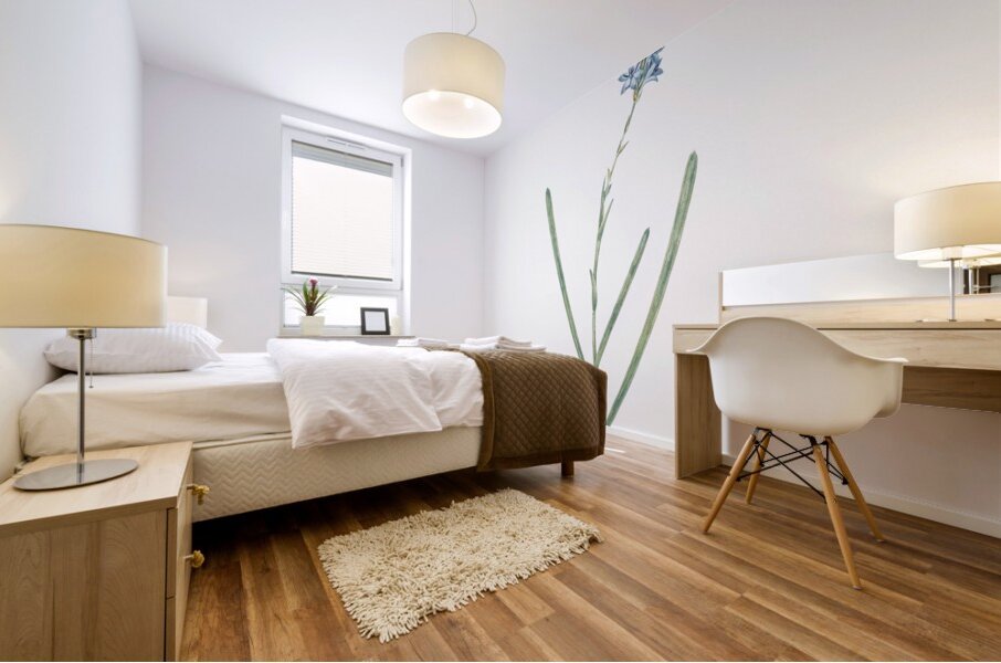 Ixia cepacea illustration  Mural print