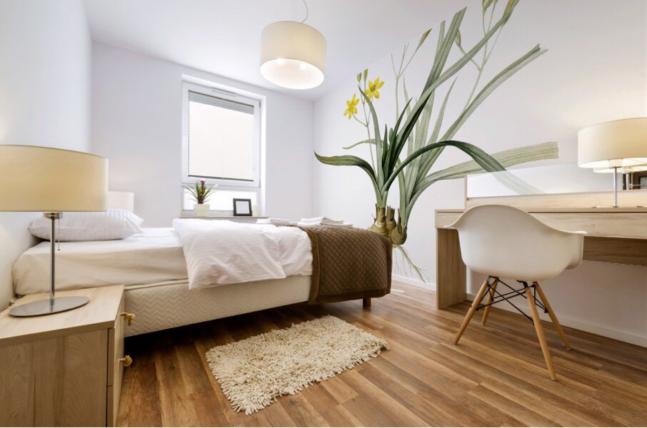 Gladiolus mucronatus illustration  Mural print