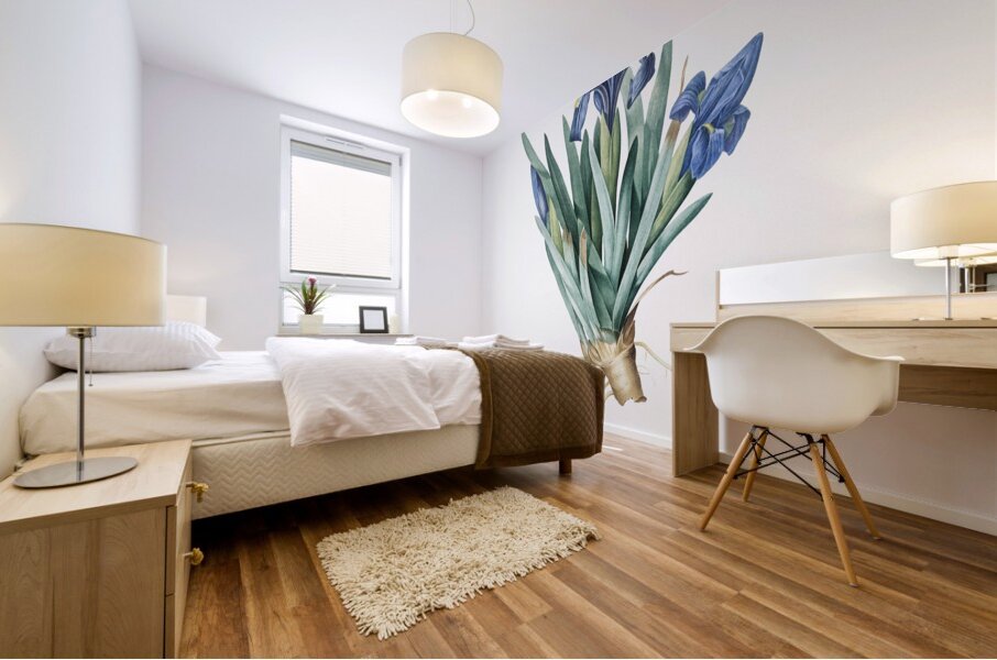 Pygmy iris illustration  Mural print