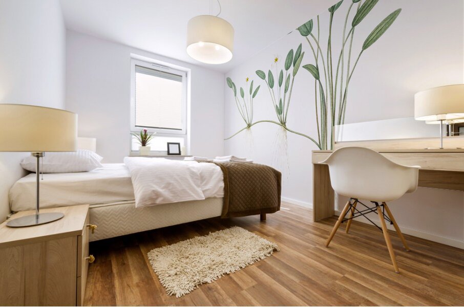 Floating water-plantain illustration  Mural print