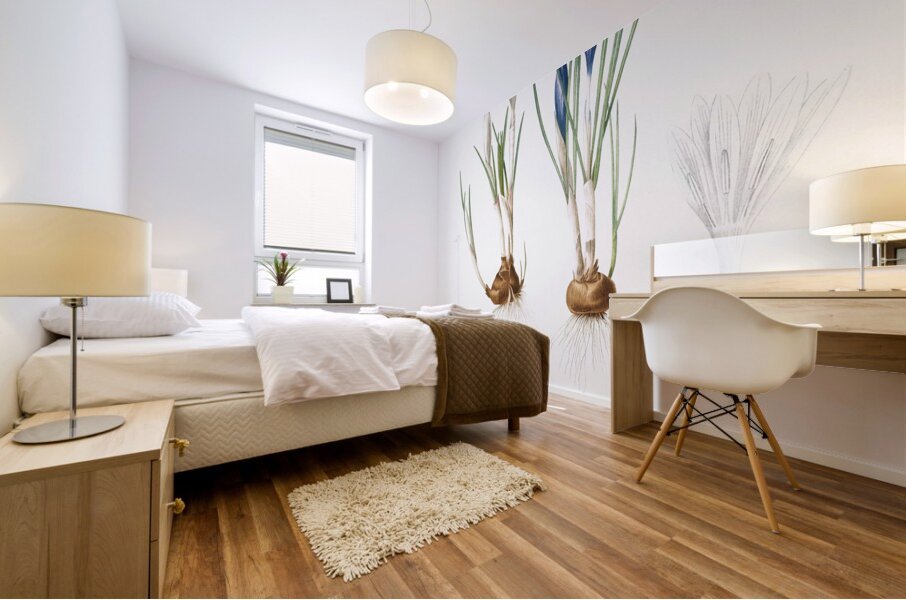 Spring crocus illustration  Mural print